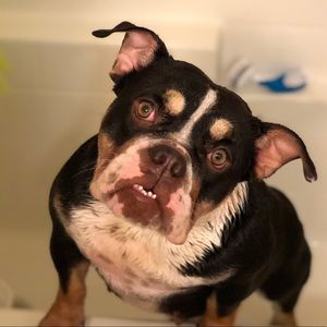 Meet your Posher, George